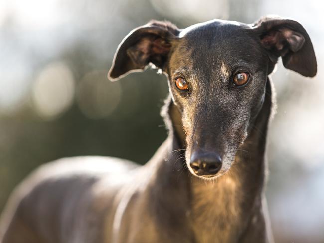 Greyhounds are renowned for their superior health and have become increasingly popular as pets. Picture: iStock