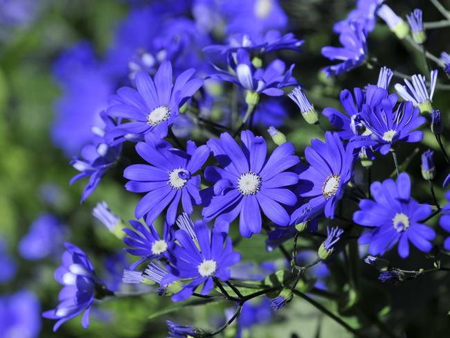 Cineraria