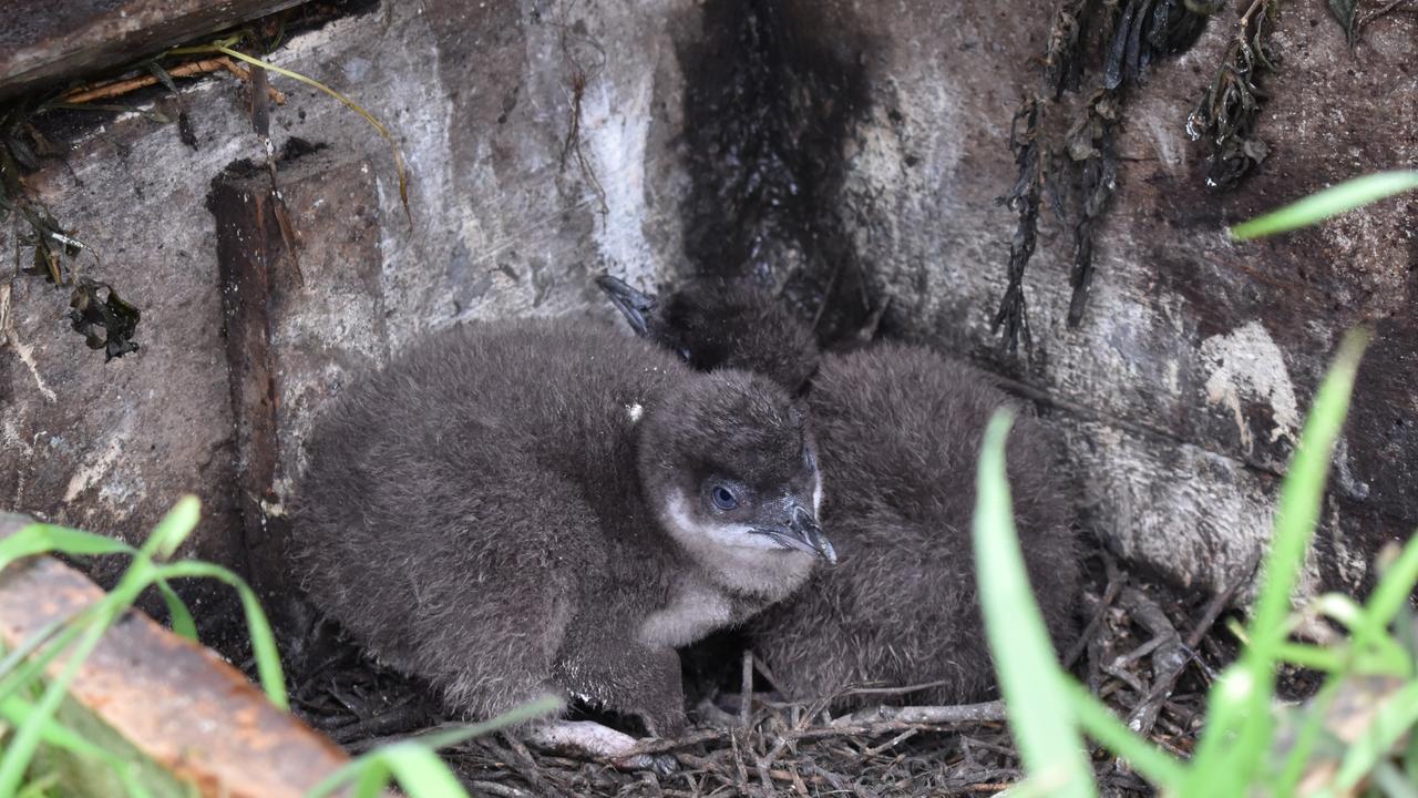 Phillip Island penguins: Beloved parade livestreamed | Herald Sun