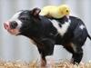 EMBARGO DO NOT USE WITHOUT PICTURE EDITOR PERMISSION  .  20.2.2018.Minton Farm animal rescue centre is nursing a piglet who was found roaming a highway at Lameroo .The week old piglet ' Maggie May 'pictured with ' Daisy ' the duckling, also a week old at Minton Farm animal rescue centre, Cherry Gardens. Picture TAIT SCHMAAL.