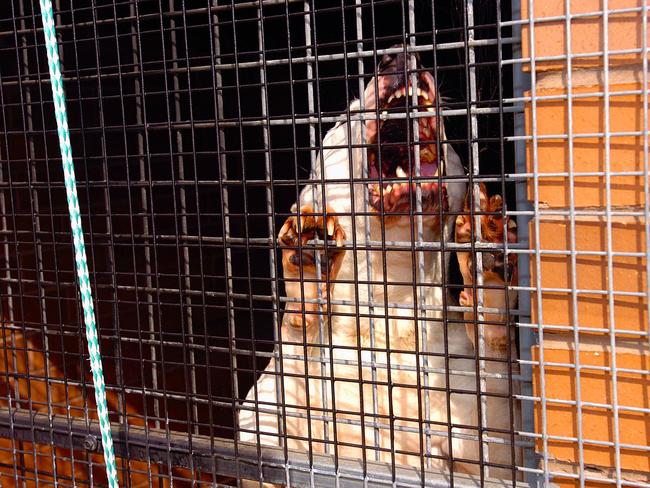 31/8/06 Generic pic of a pit bull terrier barking / vicious / snarling teeth. dog / animals / attack / cage  Picture: ISABELLA LETTINI