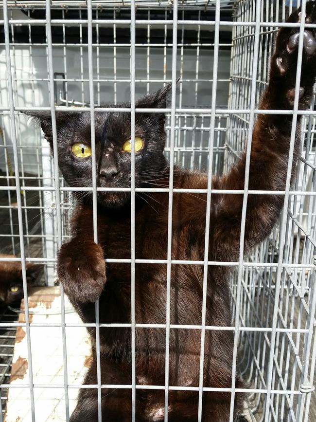 Ku-ring-gai councillor wants to restrict the ownership of cats to curb them targeting wildlife.