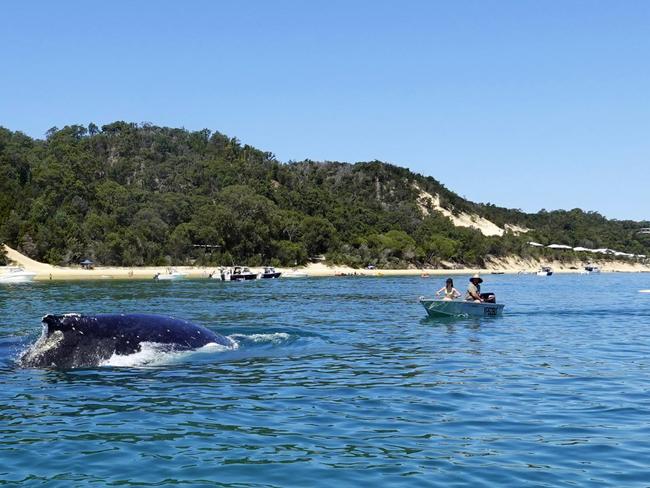 A Humpback Whale mother and calf came up by the Tangalooma wrecks. Photo – David Rosenblum