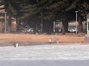 An image of the young man and woman dragging the unresponsive surfer from the waves while others wait on the beach to begin CPR. Picture John Grainger