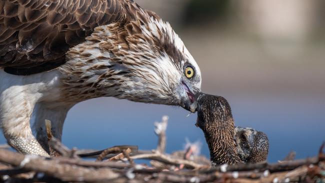 The female osprey feeds her two chicks the fish. Picture: Take 2 Photography