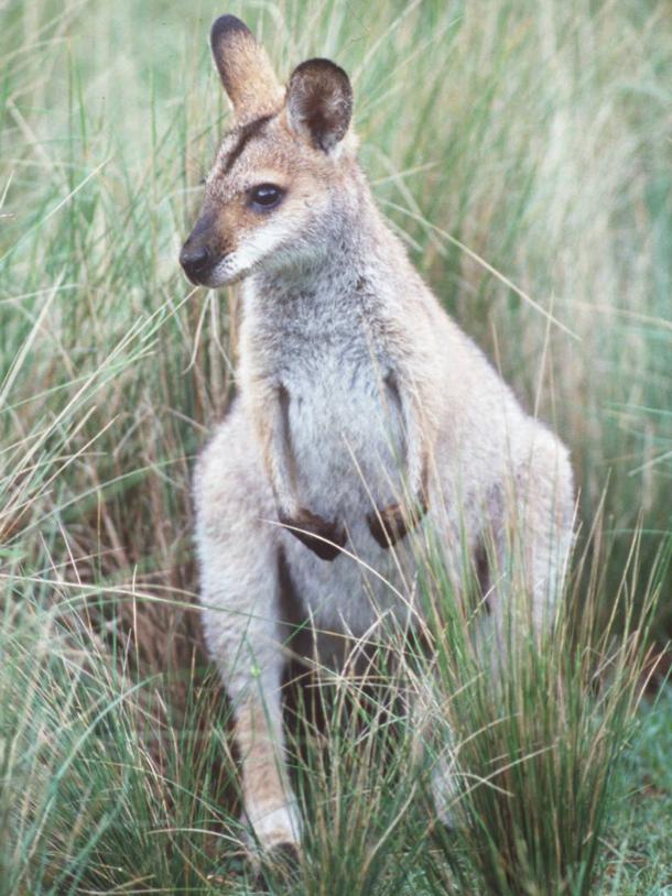 The red-necked wallaby was rare but is now populous enough to be unlisted.