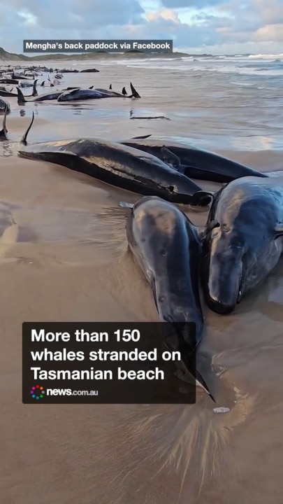 More than 150 whales stranded on Tasmanian beach