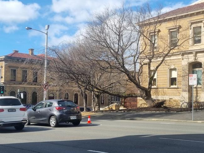 Council are attending to a tree which has partially blown over in the wind. Image: The Mercury.