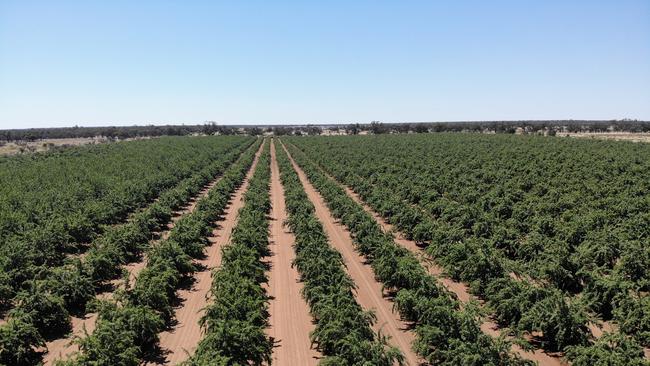 An aggregation of two organic almond orchards in NSW and SA have been listed for sale.