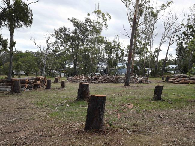 A large quantity of gum trees chopped down at TSS. Picture Glenn Hampson