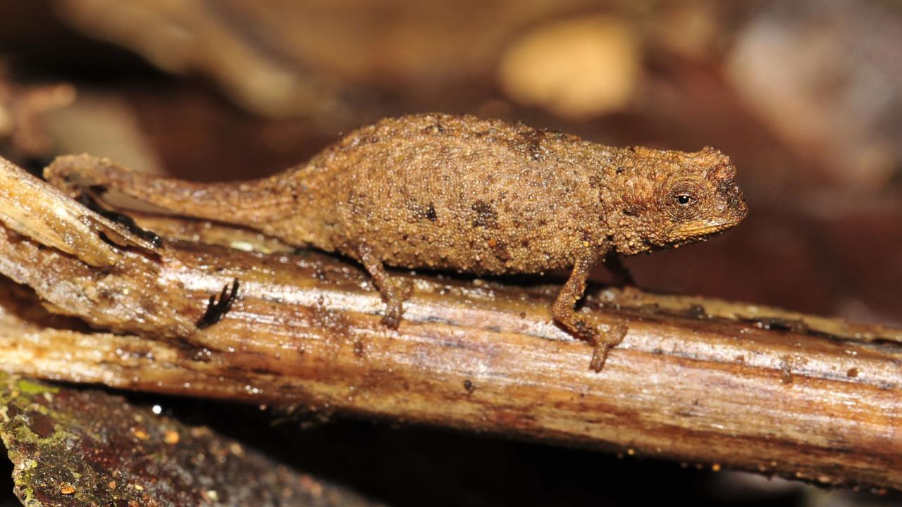 Brookesia nana, identified as Earth's smallest known reptile, in Madagascar. Picture: AFP/Bavarian State Collection of Zoology/Frank Glaw