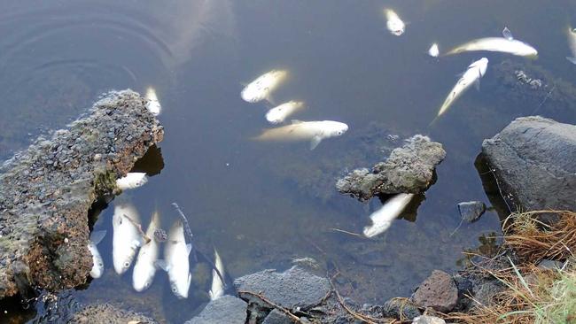 Moneys Creek fish kill this morning. Picture: Darryl Hampson