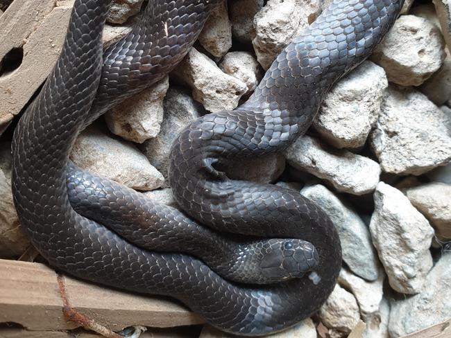 This one is not well known, but is highly venomous. A Clear Mountain resident got an unpleasant surprise when he spotted this guy under his house during a clean-up.