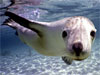 Sea lion pup/Jo Anna Robinson