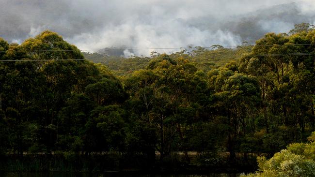 The Blue Mountains Botanic Garden Mount Tomah is beginning to reopen to visitors after the recent fires significantly affected over 80 per cent of the 186-ha wilderness area of the Garden’s estate. Picture: Jeremy Piper