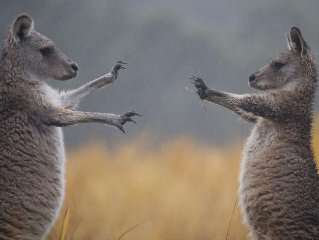 Fighting Kangaroo by Augustin Leparmentier. “To me it looks like a Tarantino movie,” the photographer said. Picture: Augustin Leparmentier/National Geographic Travel Photographer of the Year Contest