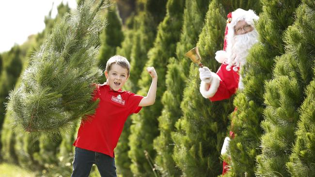 Christmas tree sellers and retail centres undergo a festive frenzy