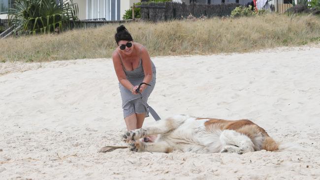 Big dog, bigger stubborn streak. Picture: Glenn Hampson