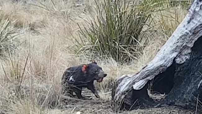 A Tasmanian devil spotted by a hiker in Coningham Nature Recreation Area appears to be affected by Facial Tumour Disease. Picture: Liam Oakwood