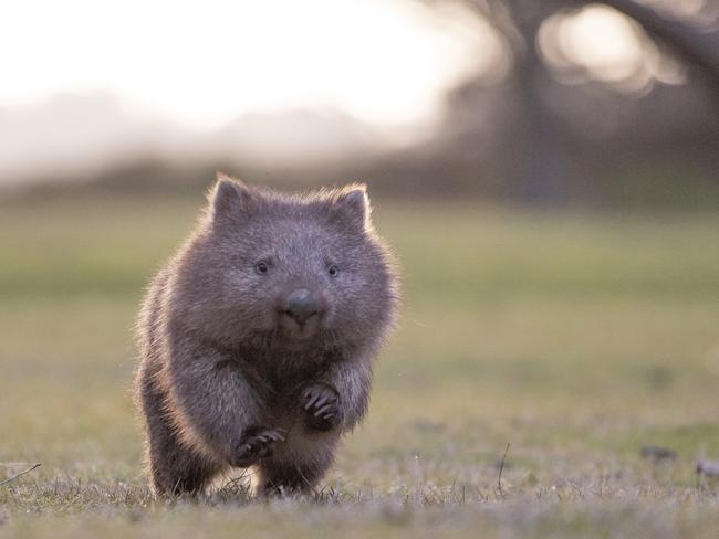 Wombats are dying at an alarming rate because of parasitic scabies mites, which cause an unbearable itch and lead to open wounds, bacteria and then death.