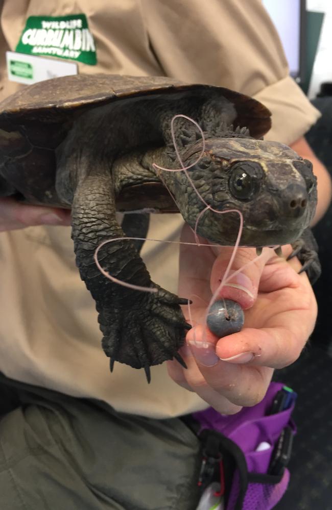 A turtle caught up in discarded fishing line, later rescued by Currumbin Wildlife Hospital. Photo: Currumbin Wildlife Hospital