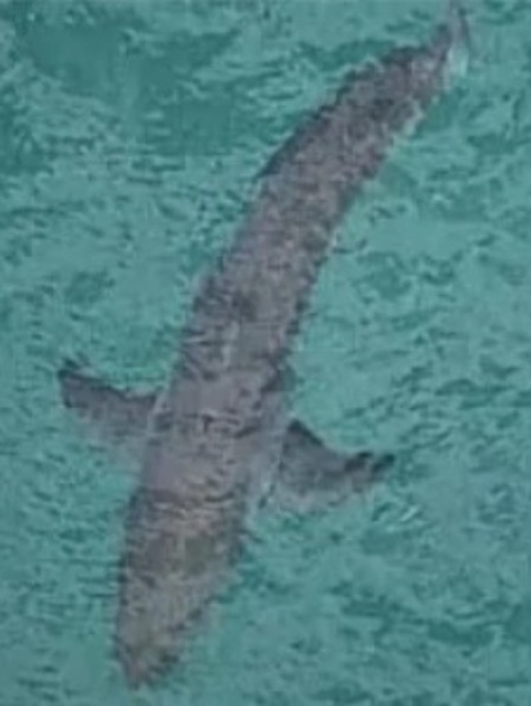 The shark remained in the area for several hours.