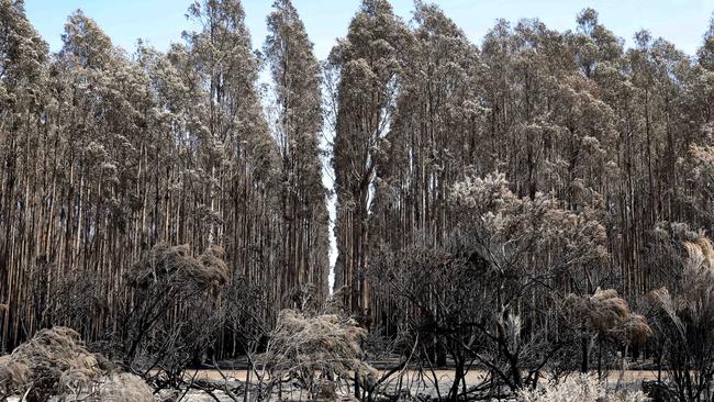 A blue gum plantation in the Gosse District of Kangaroo Island, burnt in this week’s fires. Picture: Dean Martin