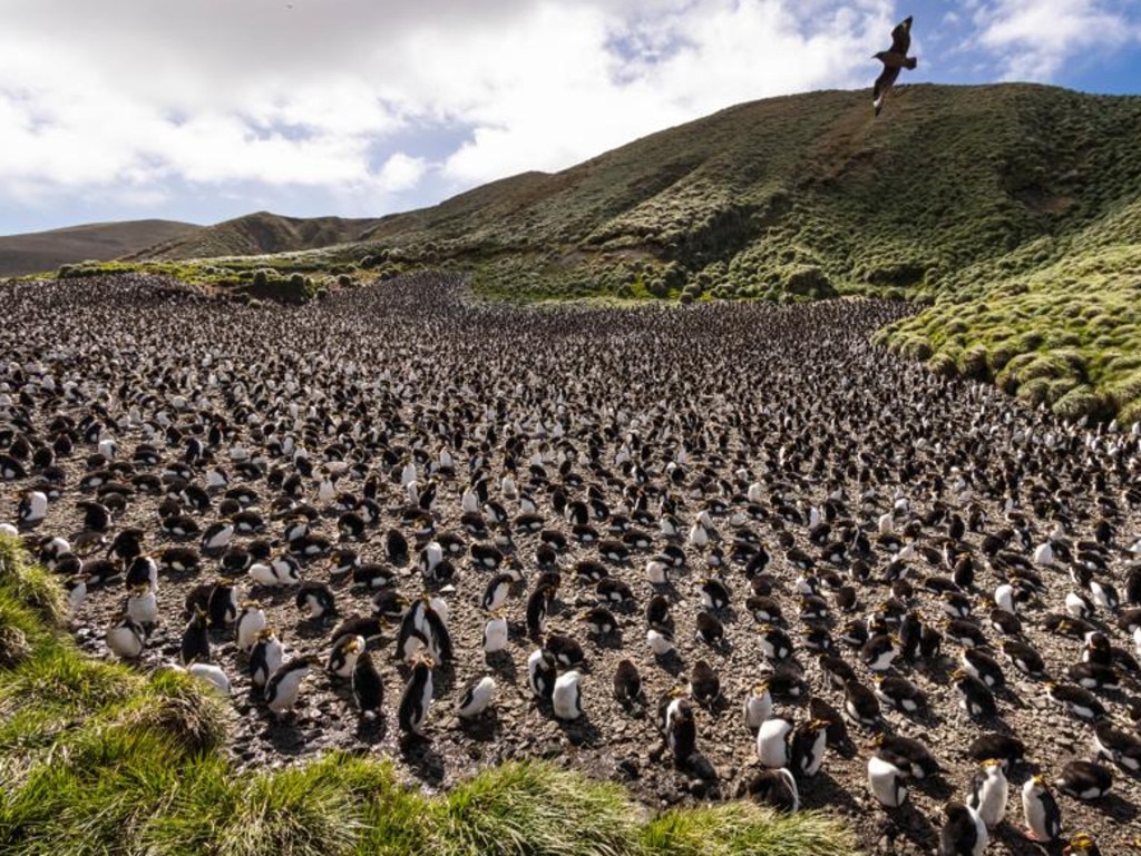 A brown skua flies over a colony of Royal penguins at Macquarie Island, an Australian Antarctic Territory.