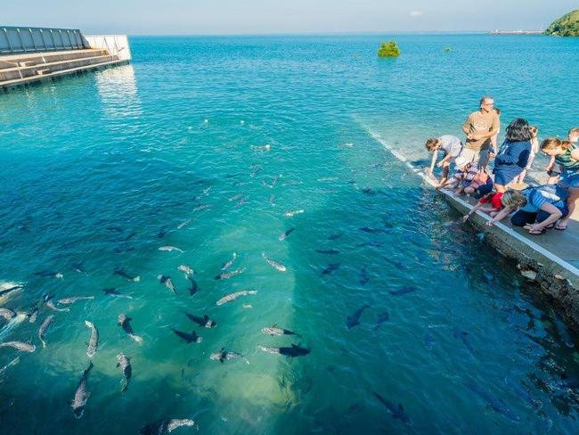 The iconic Aquascene Doctors Gully fish feeding attraction is for sale. Picture: Supplied