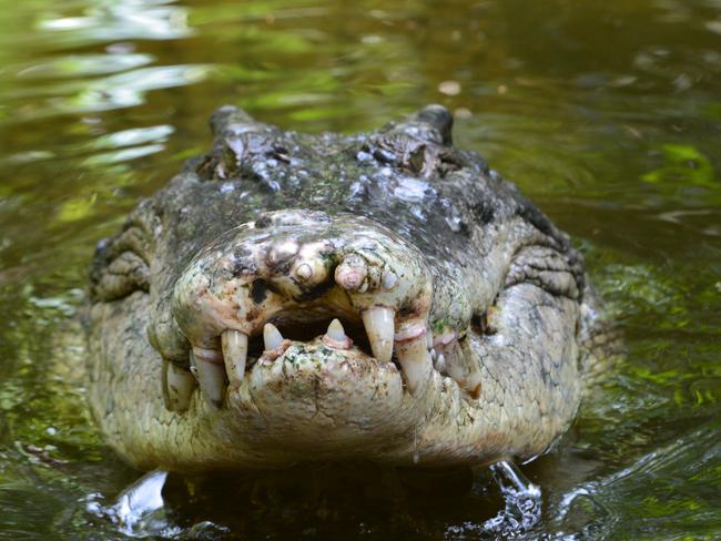 A salt water crocodile, also called a saltie or estuarine crocodile, shows its teeth in Queensland, Australia. Picture: iStock.