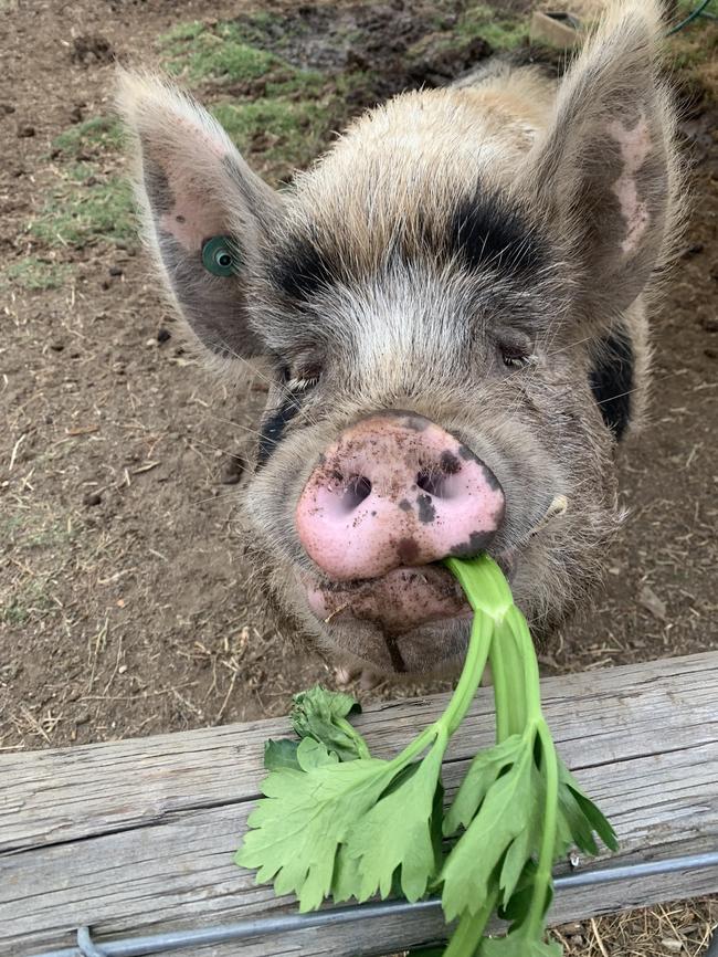 Kevin Bacon the pig from the Clare Valley. Picture: Supplied