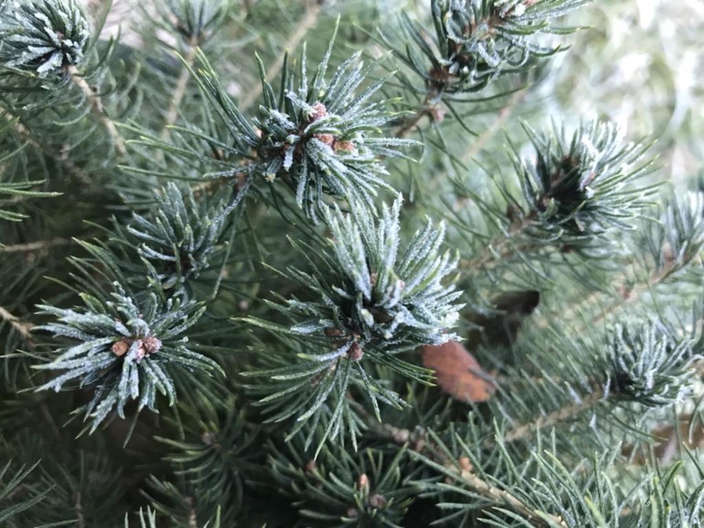 Frost trees at Woodside . Picture: Lydia Sandman