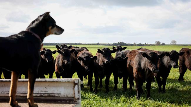 Genetics and sustainability are the names of the game at Lakala Pastoral. Picture: Nicole Cleary