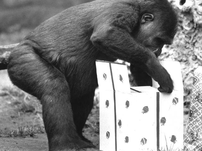 Mzuri, the world's only test-tube gorilla, opens his Christmas present at Melbourne Zoo on Christmas Day in 1987. 