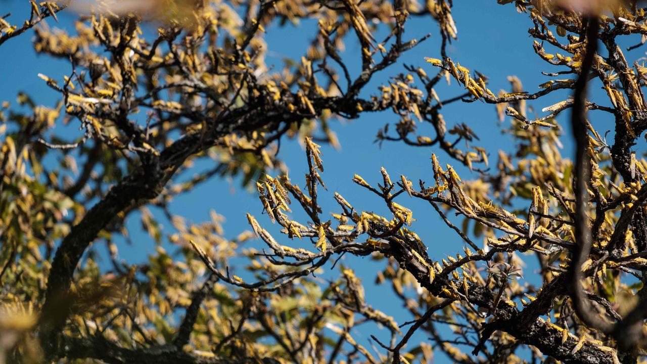 Goondiwindi Regional Council is urging rural landholders to report and control any populations of Australian plague locusts on their rural properties, to prevent impending damage to local crops and pasture. (Photo by SUMY SADURNI / AFP)