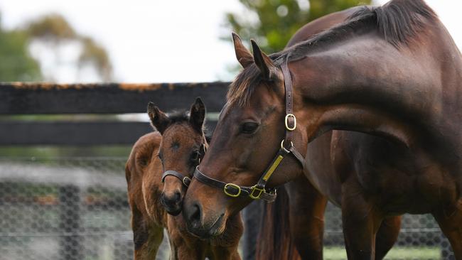 Winx and her Pierro filly foal. Picture: Winx ownership group.