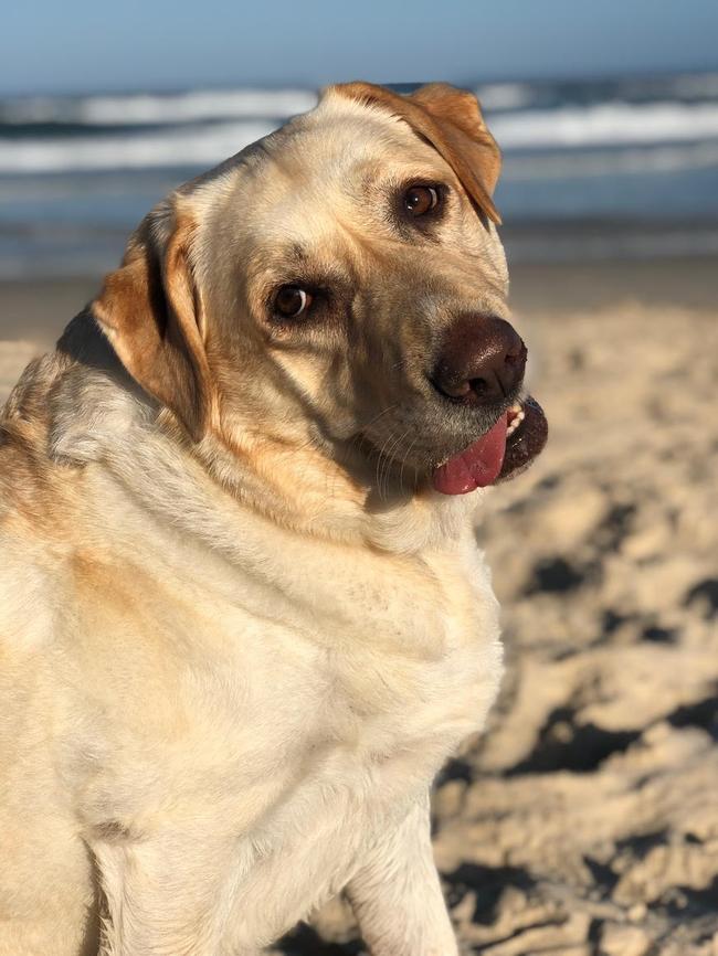 Luke’s dog, Chia, having some beach time.