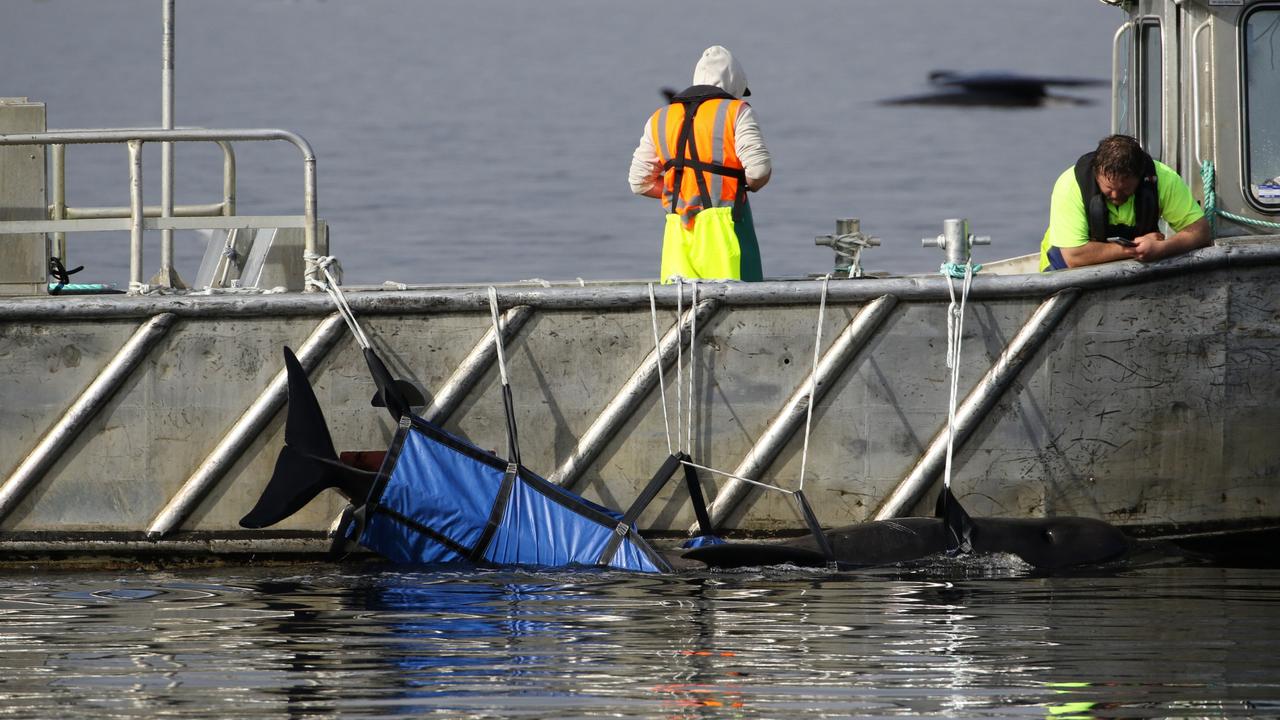 A pilot whale is secured to the side of a boat via a sling for transport back out to sea. Picture: NCA NewsWire / Grant Wells