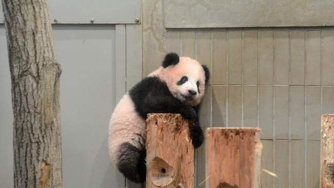 Soft power: China’s cadre of goodwill ambassador pandas quietly go about their psy-ops mission to make the Middle Kingdom more cuddly. Picture: AFP