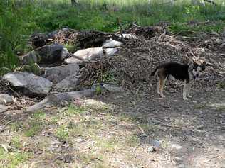 Family dog Max beside the rubbish from a fresh in Lagoon Creek at Greymare last month. Picture: Gerard Walsh