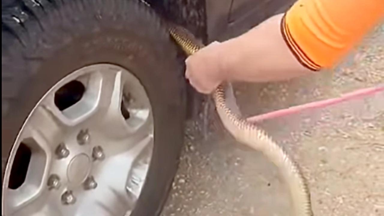 Snake catcher’s shock find under car