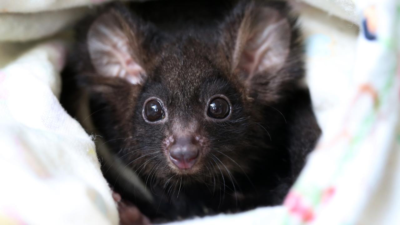 The endangered greater glider is among 10 species whose habitats Origin Energy claims could be impacted by a planned expansion of its Shoalhaven hydro-electric plant. Picture: Adam Head