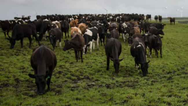 Tasmanians eye dairy giant The Van Diemen’s Land Company | The Mercury