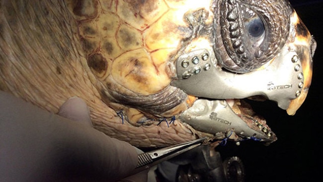 A loggerhead turtle that lost its jaw after it was hit by a boat propeller has had a new one 3D p