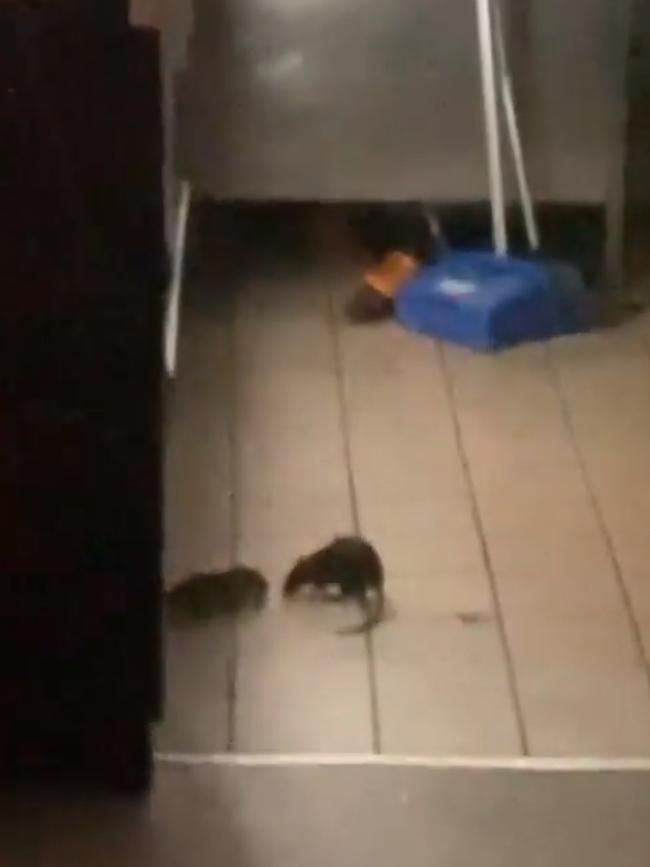 Late last month a group of rats were spotted running through Oporto in Broadway. Picture: Vijay Kumar/Facebook