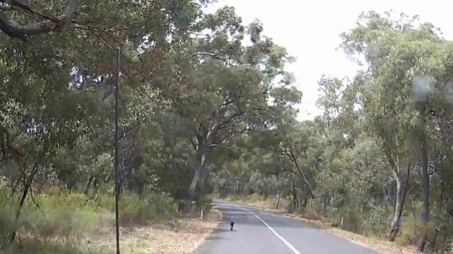 Dogs on the loose on Tallarook-Pyalong road