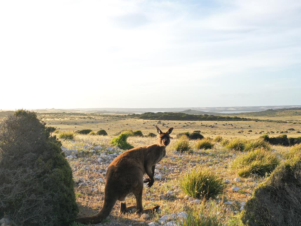 Wildlife is thriving on the island. Picture: SATC