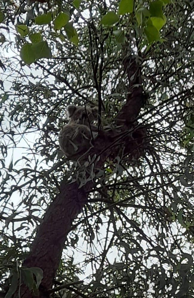 A koala spotted on the approved Bowdens Silver site. Photo: Supplied.