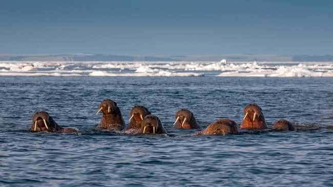 Photographer Scott Portelli’s best wildlife photos | escape.com.au