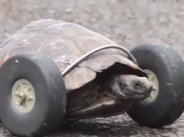 Tortoise gets wheels for legs